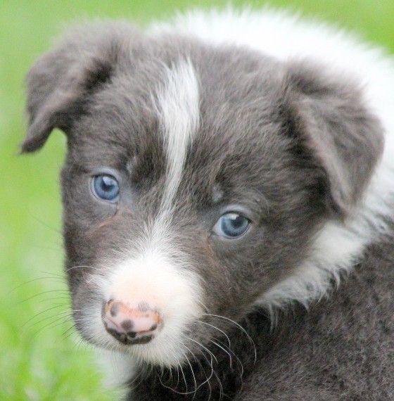 Border Collie Puppies For Sale Raleigh, NC 184863