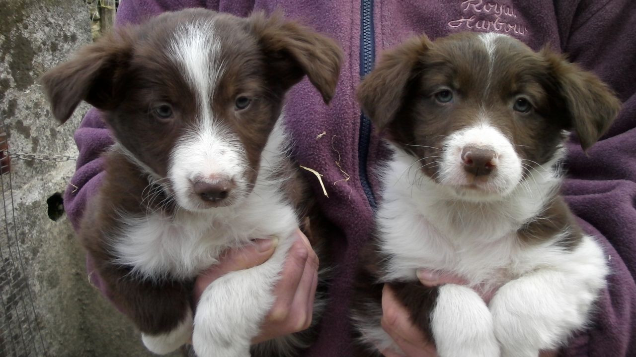 Border Collie Puppies For Sale East State Boulevard, FL