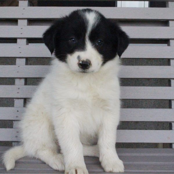 Border Collie Puppies For Sale Canton, OH 204802
