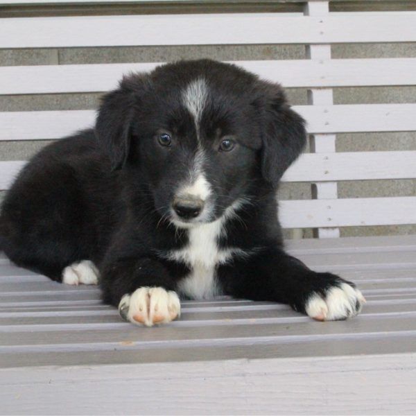 Border Collie Puppies For Sale Canton, OH 204803
