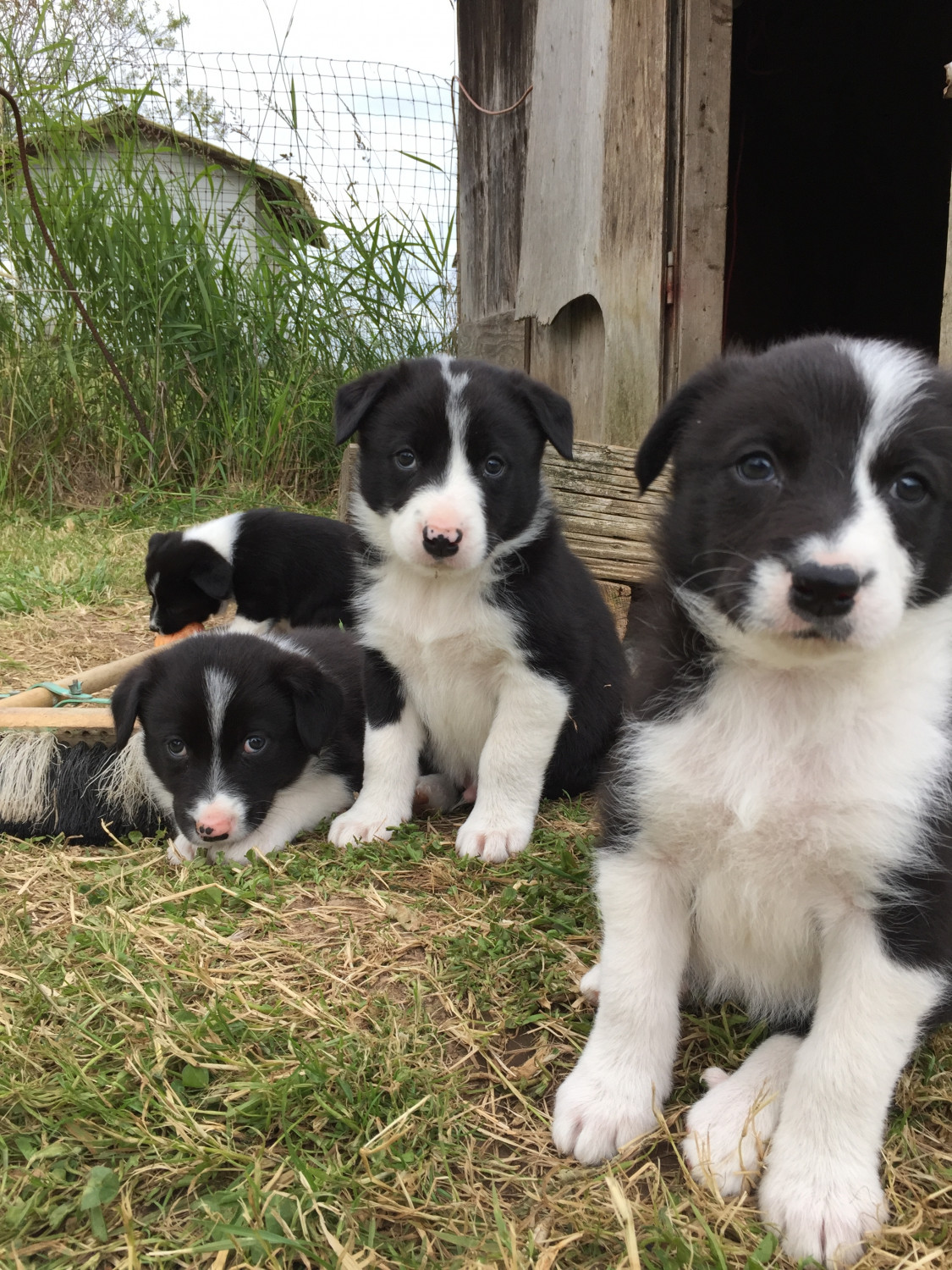 Border Collie Puppies For Sale Ferndale, WA 218271