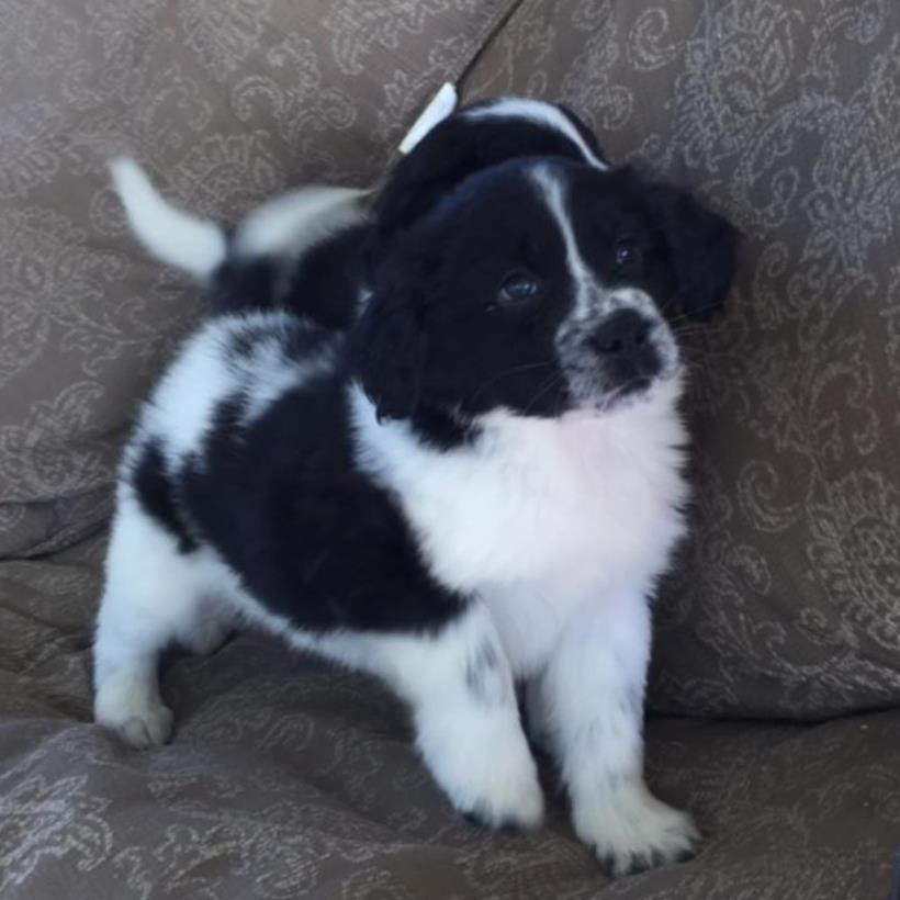 Border Collie Puppies For Sale New York, NY 219619