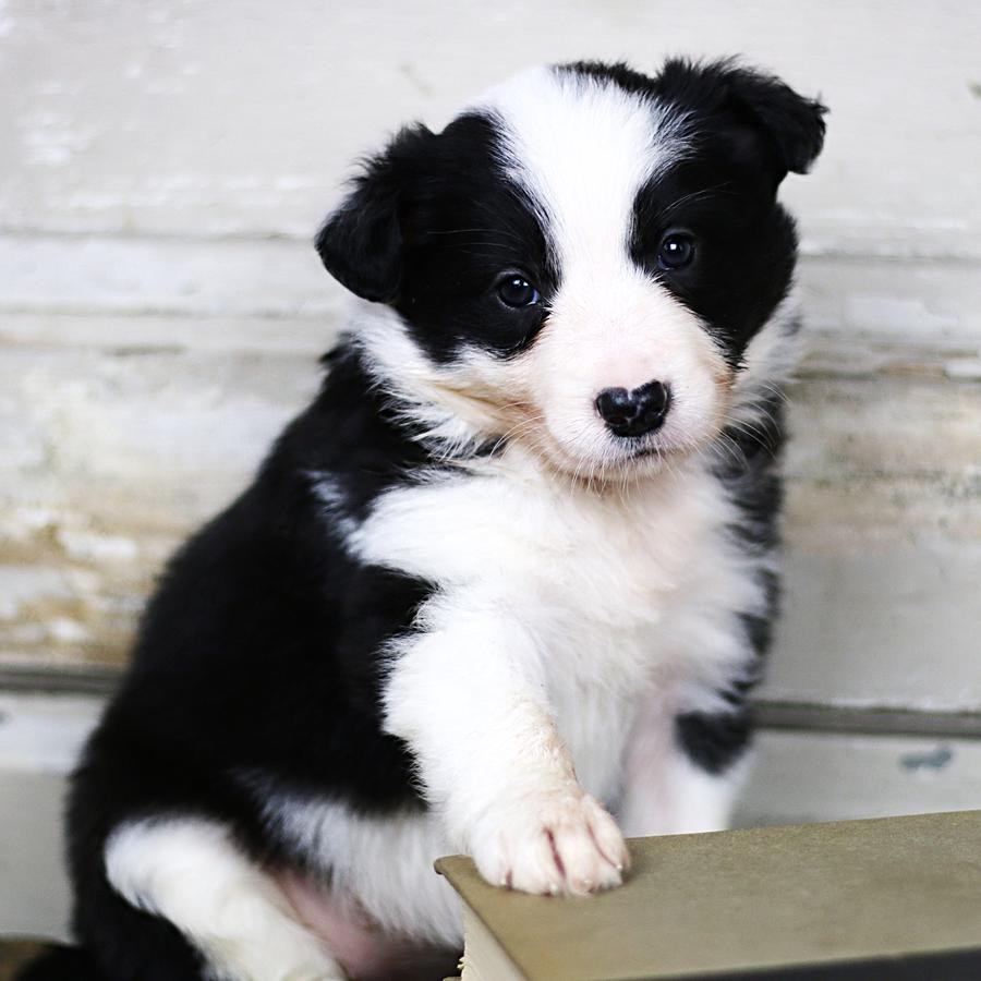 Border Collie Puppies For Sale Pennsylvania Avenue, NY