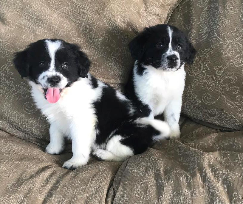 Border Collie Puppies For Sale Pennsylvania Avenue, NY