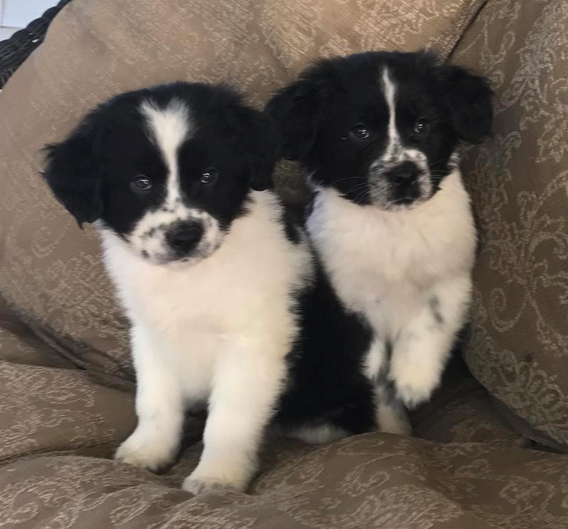 Border Collie Puppies For Sale 85, GA 233378