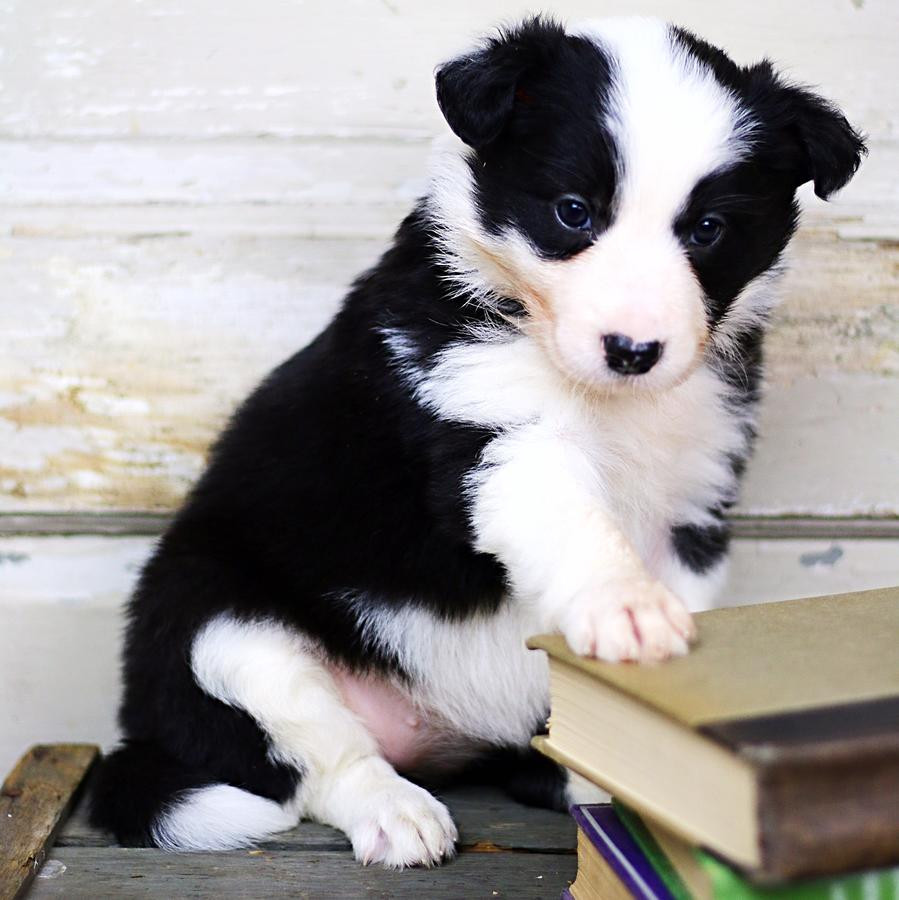 Border Collie Puppies For Sale South Dakota 244, SD 233565