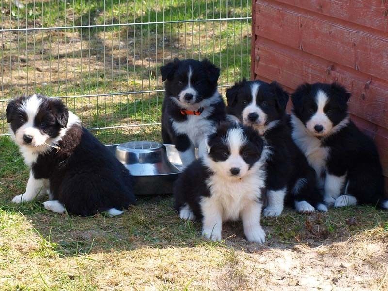 Border Collie Puppies For Sale Florida, NY 236017