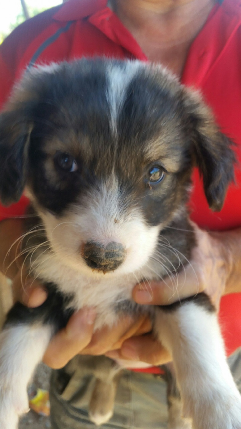 Border Collie Puppies For Sale Litchfield Park, AZ 243019