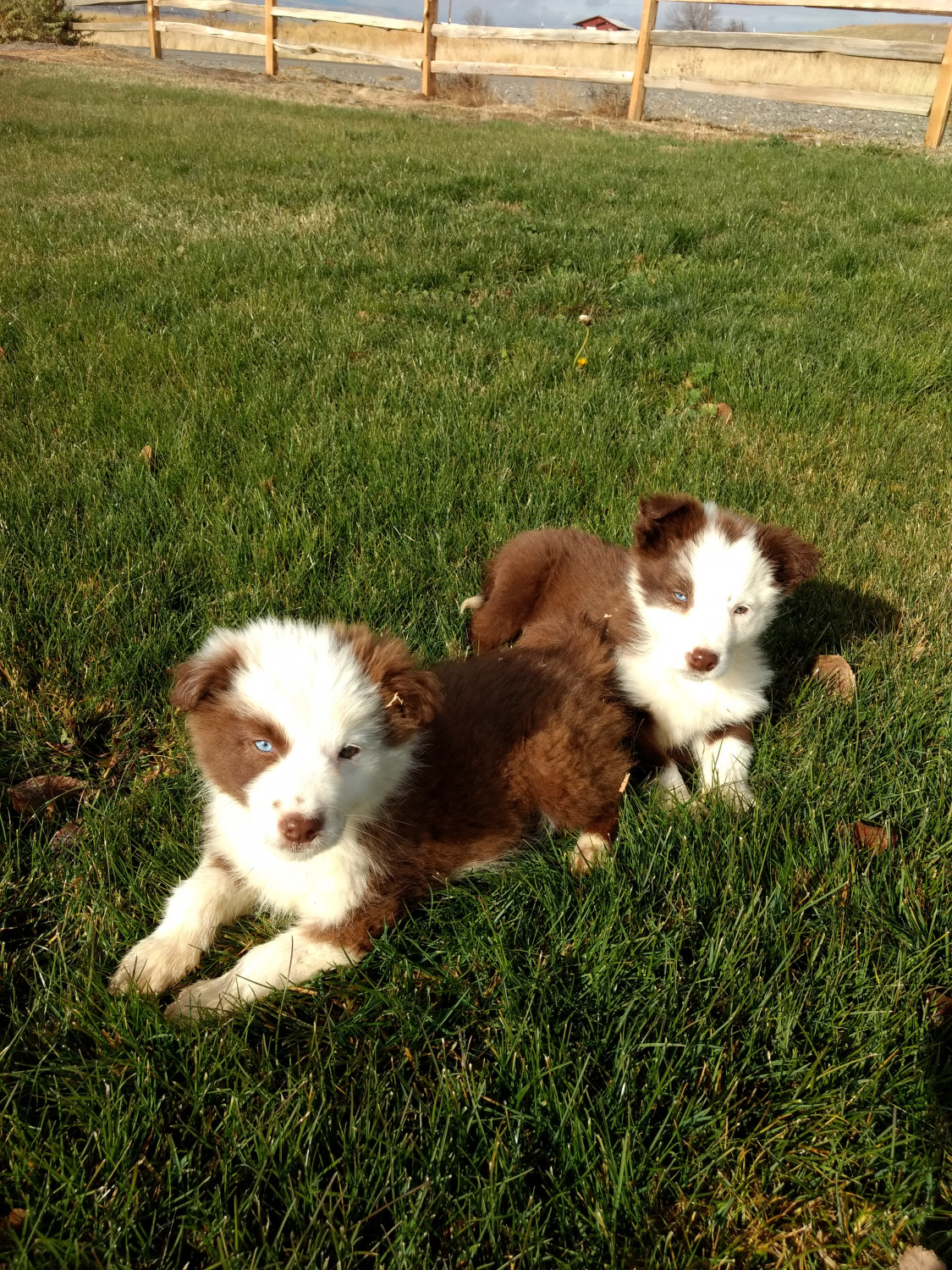 Border Collie Puppies For Sale Boise, ID 256883