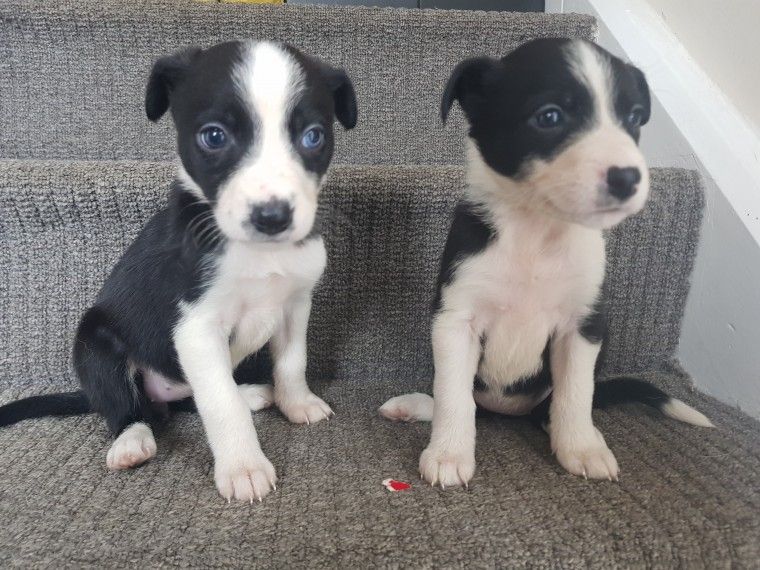 Border Collie Puppies For Sale Victoria, TX 269349