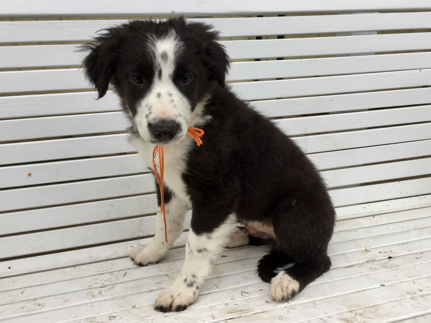 Border Collie Puppies For Sale Central Area, OR 274434