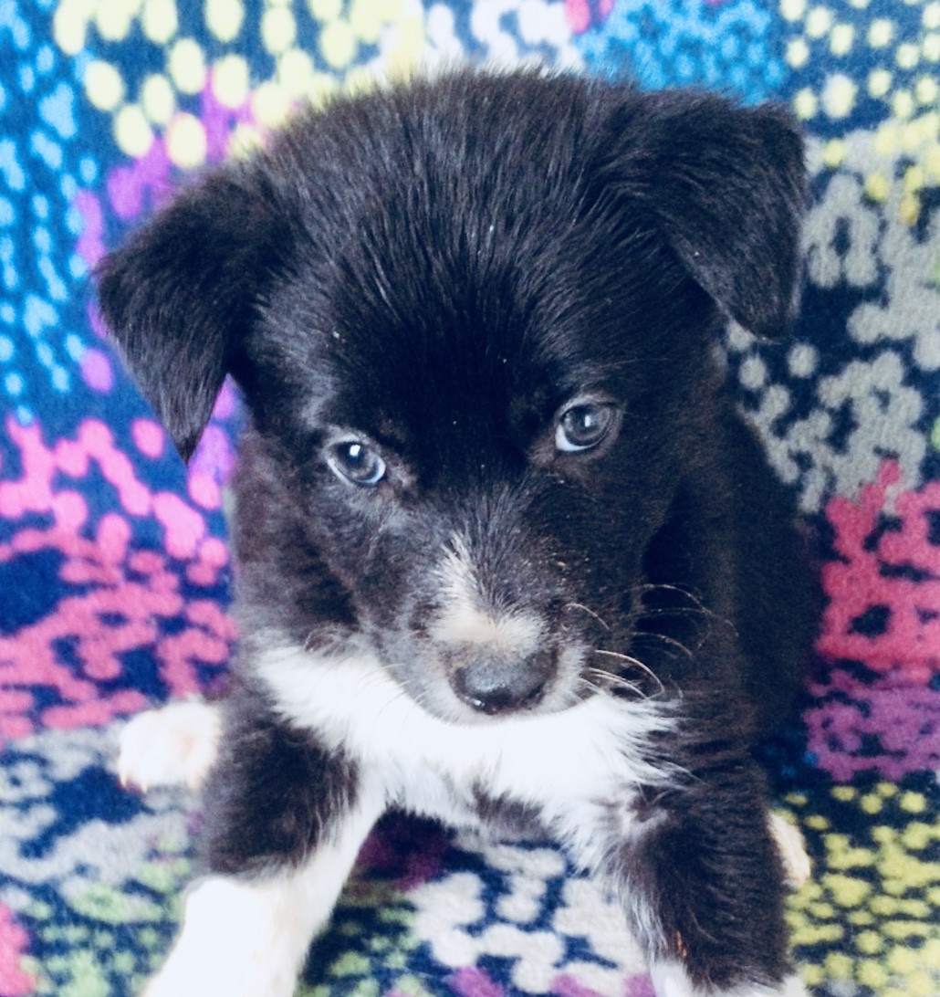 Border Collie Puppies For Sale Buckeye, AZ 275014