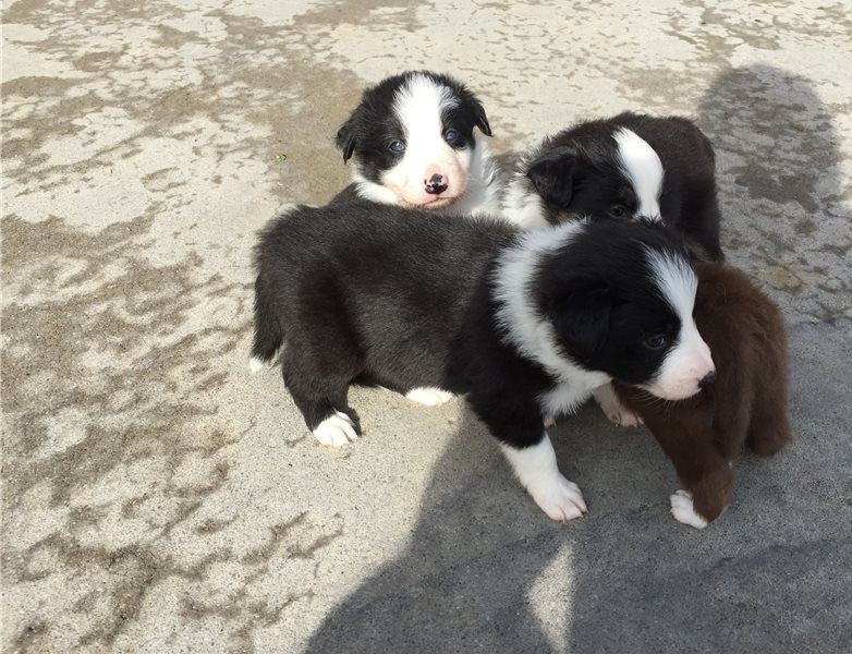 Border Collie Puppies For Sale Buffalo, NY 94432