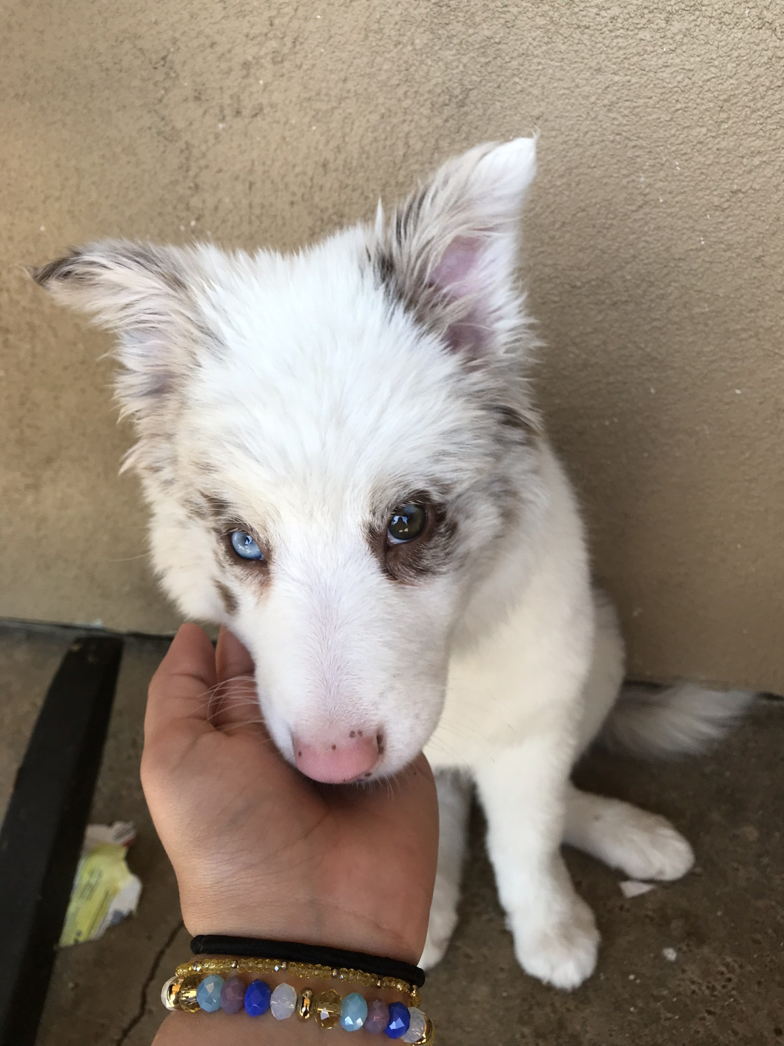 Border Collie Puppies For Sale Valley Center, CA 297130