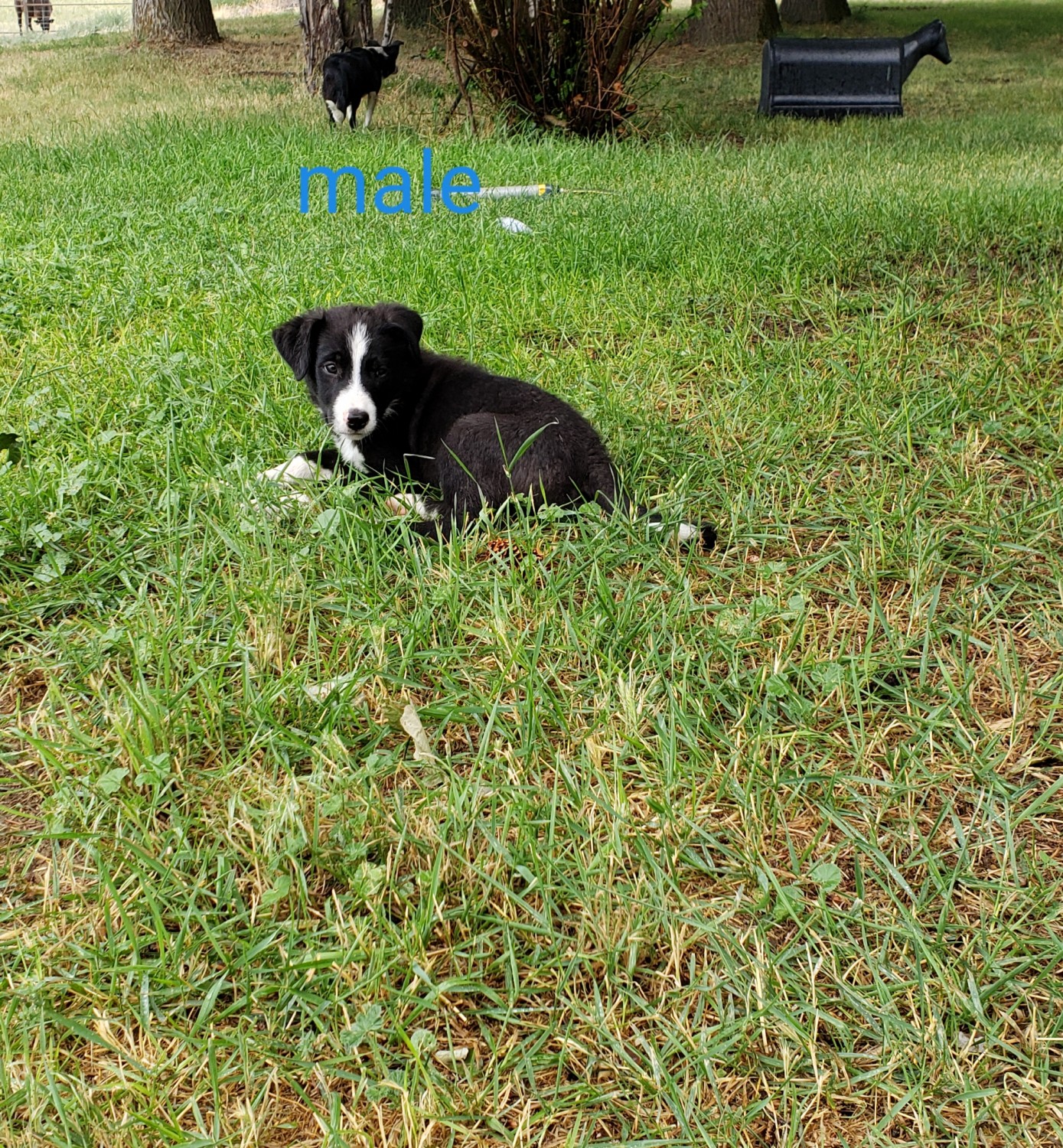 Border Collie Puppies For Sale Buhl, ID 304040