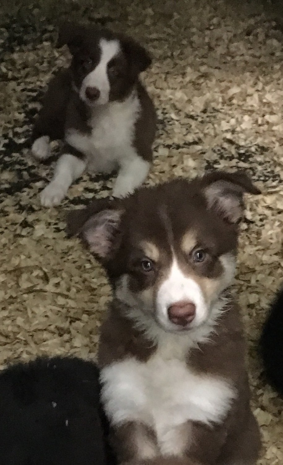 Border Collie Puppies For Sale East Haddam, CT 306898