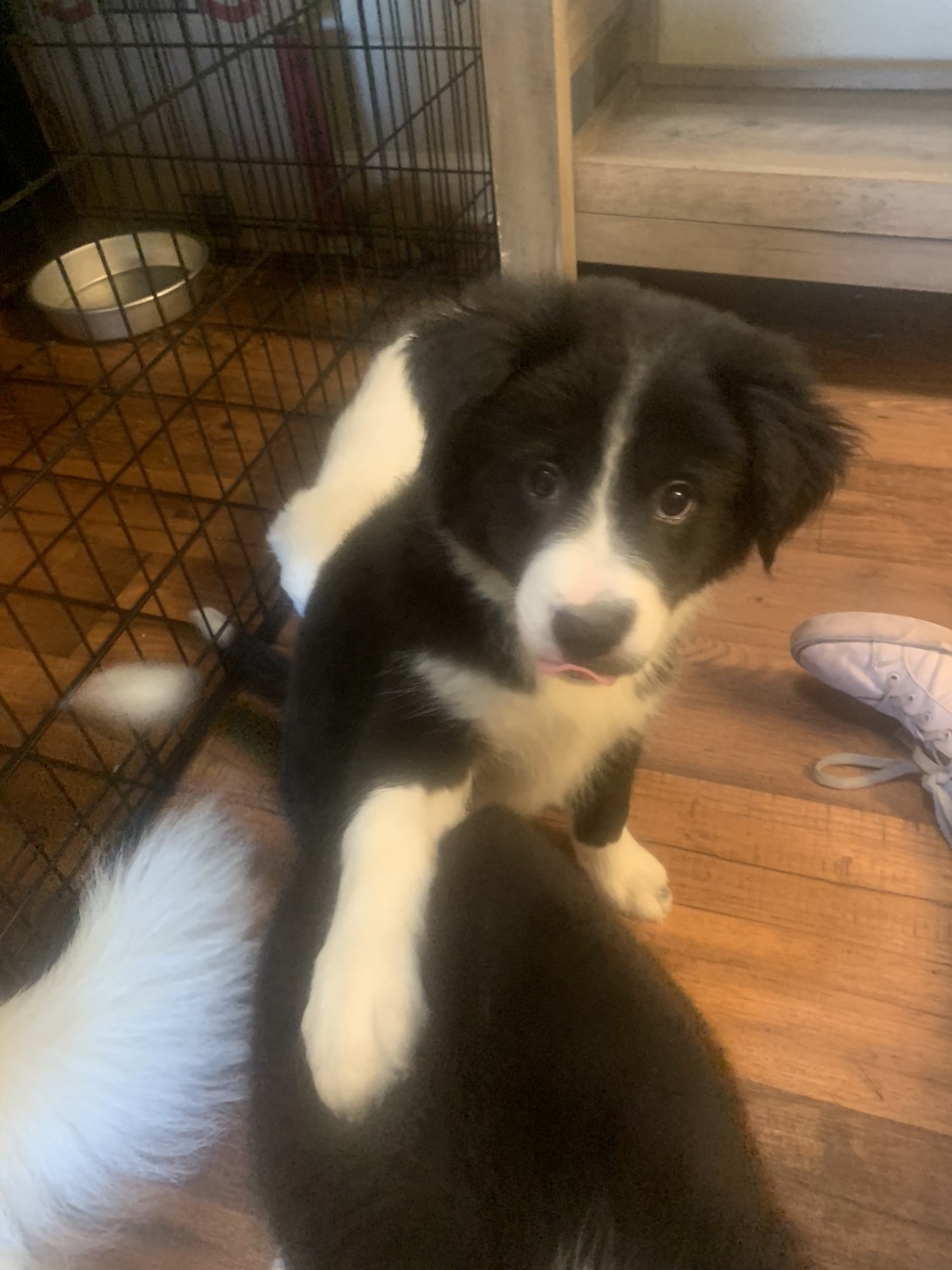 border collie for sale