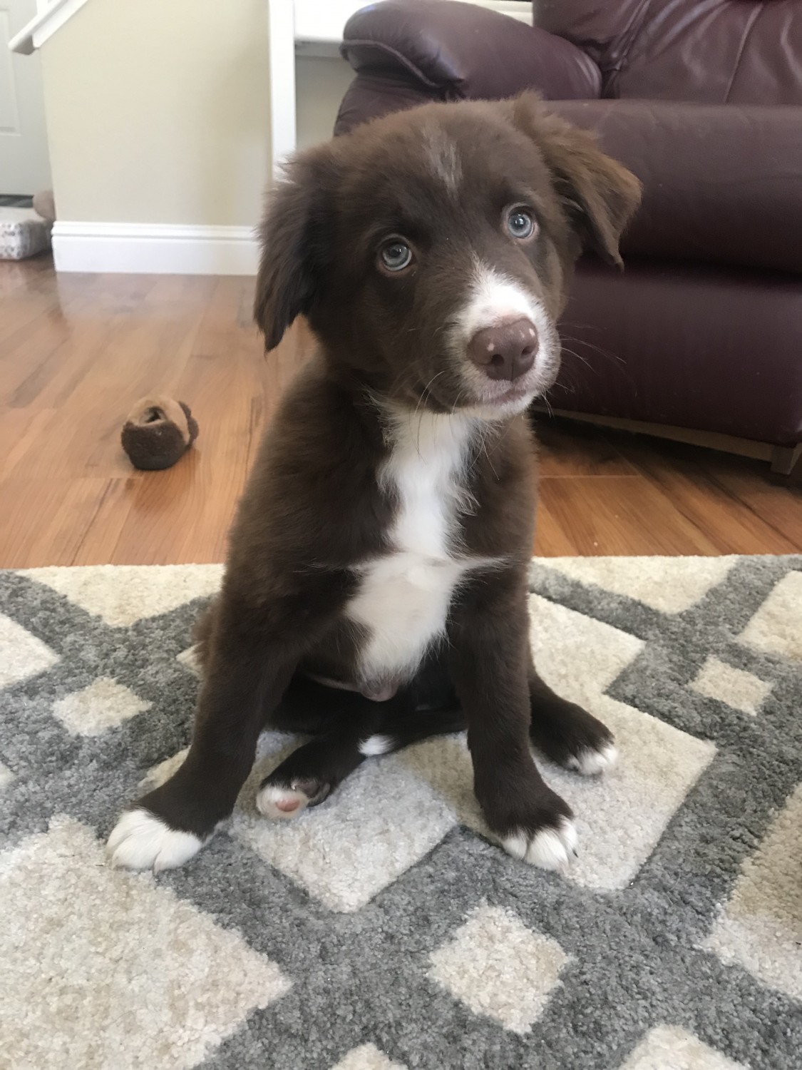 Border Collie Puppies For Sale Antelope, CA 310370