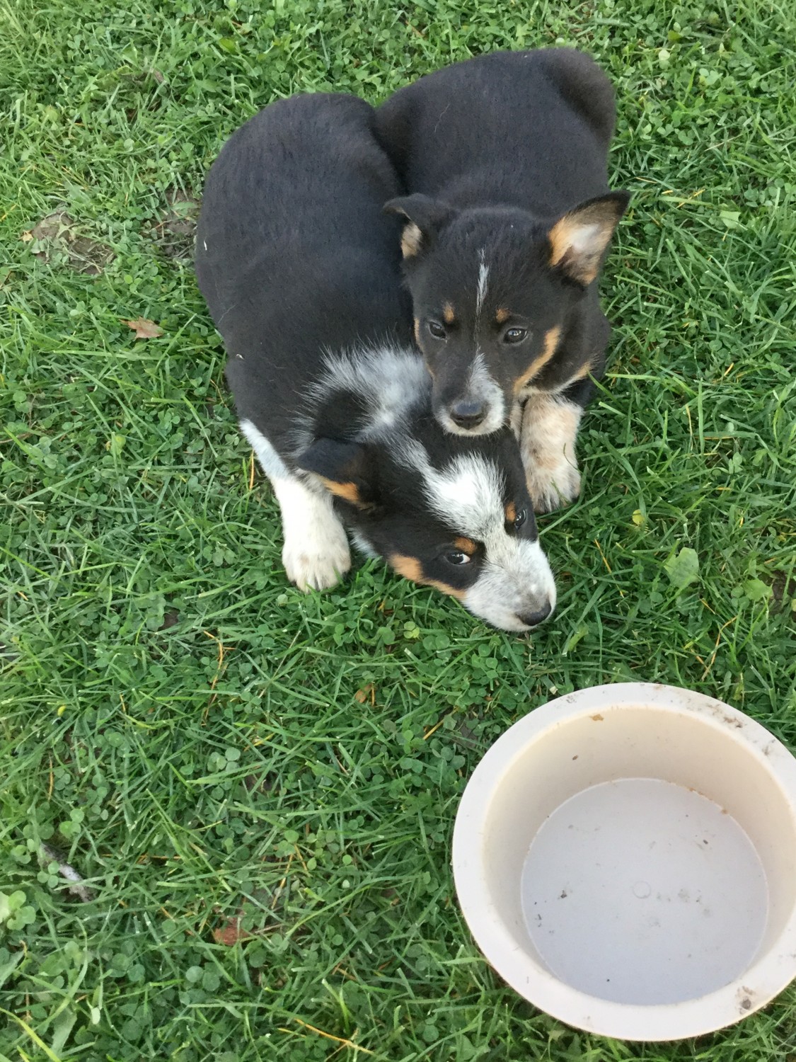 Border Collie Puppies For Sale Richville, NY 312561