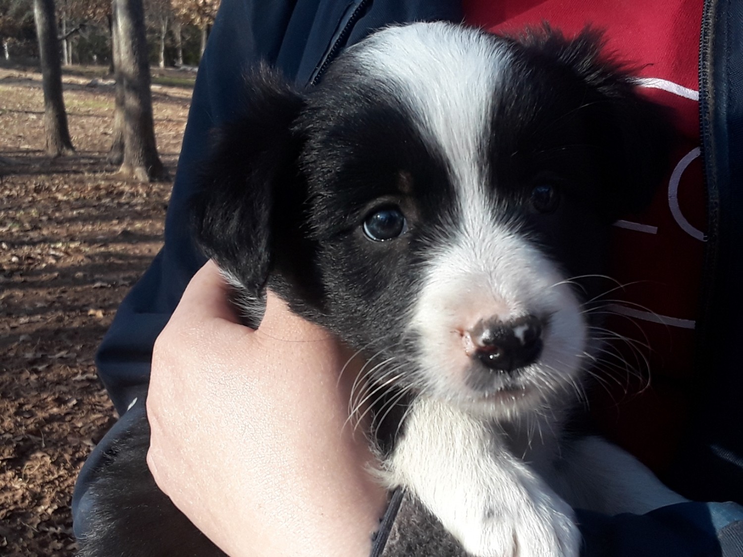 Border Collie Puppies For Sale Guthrie, OK 315524