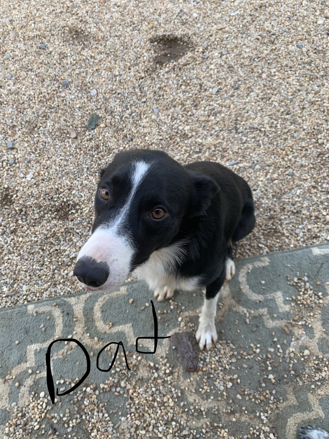 Border Collie Puppies For Sale Newton Grove, NC 317892