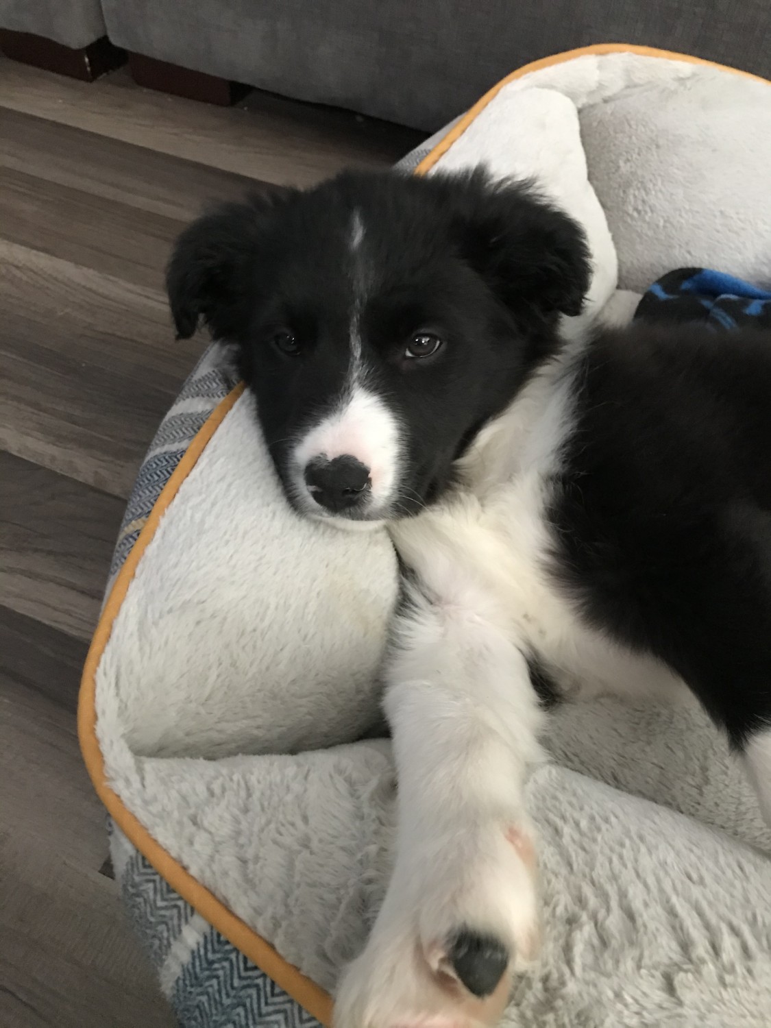 Border Collie Puppies For Sale Twin Falls, ID 318829