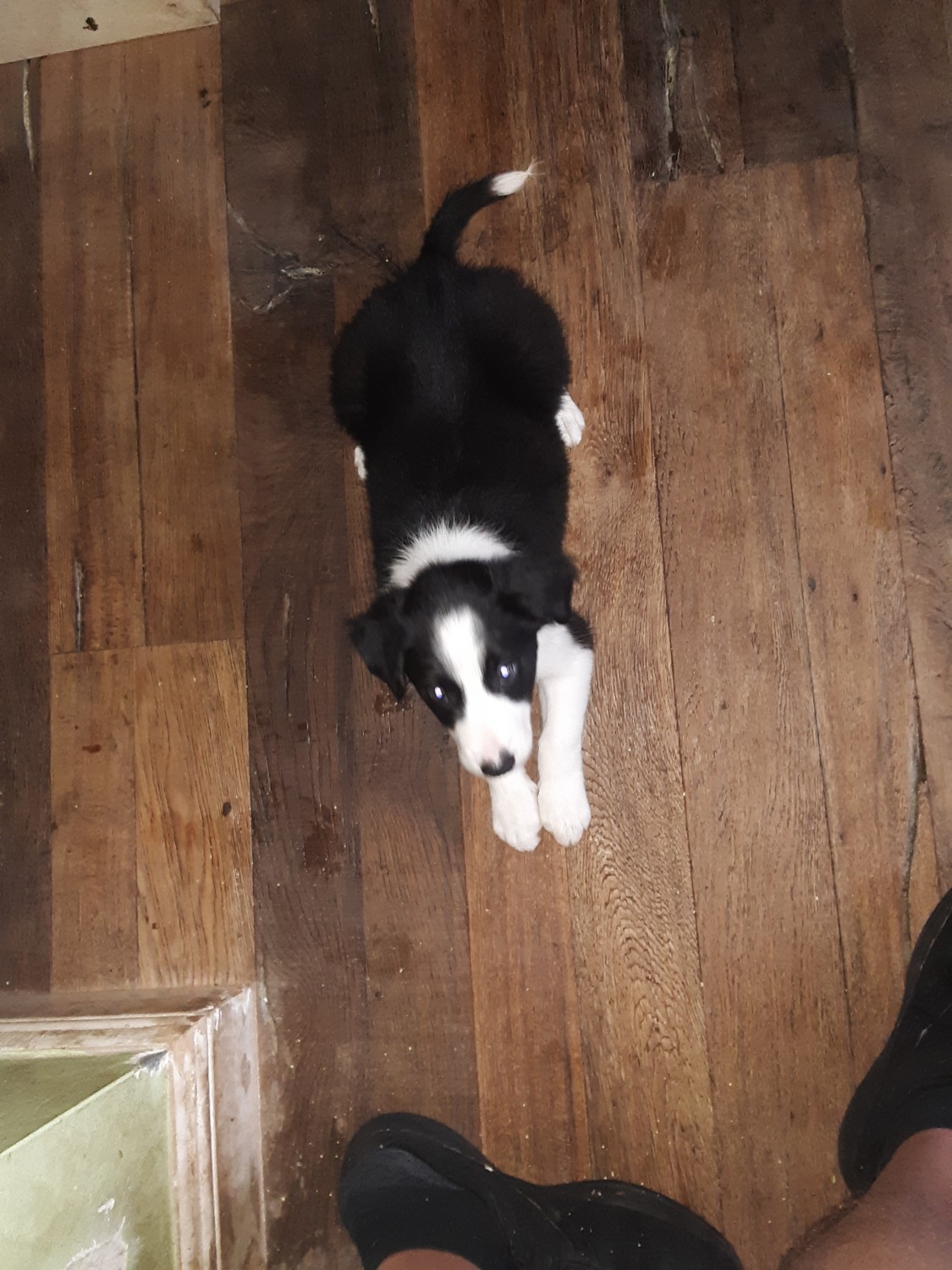 Border Collie Puppies For Sale Fort Lauderdale, FL 321339