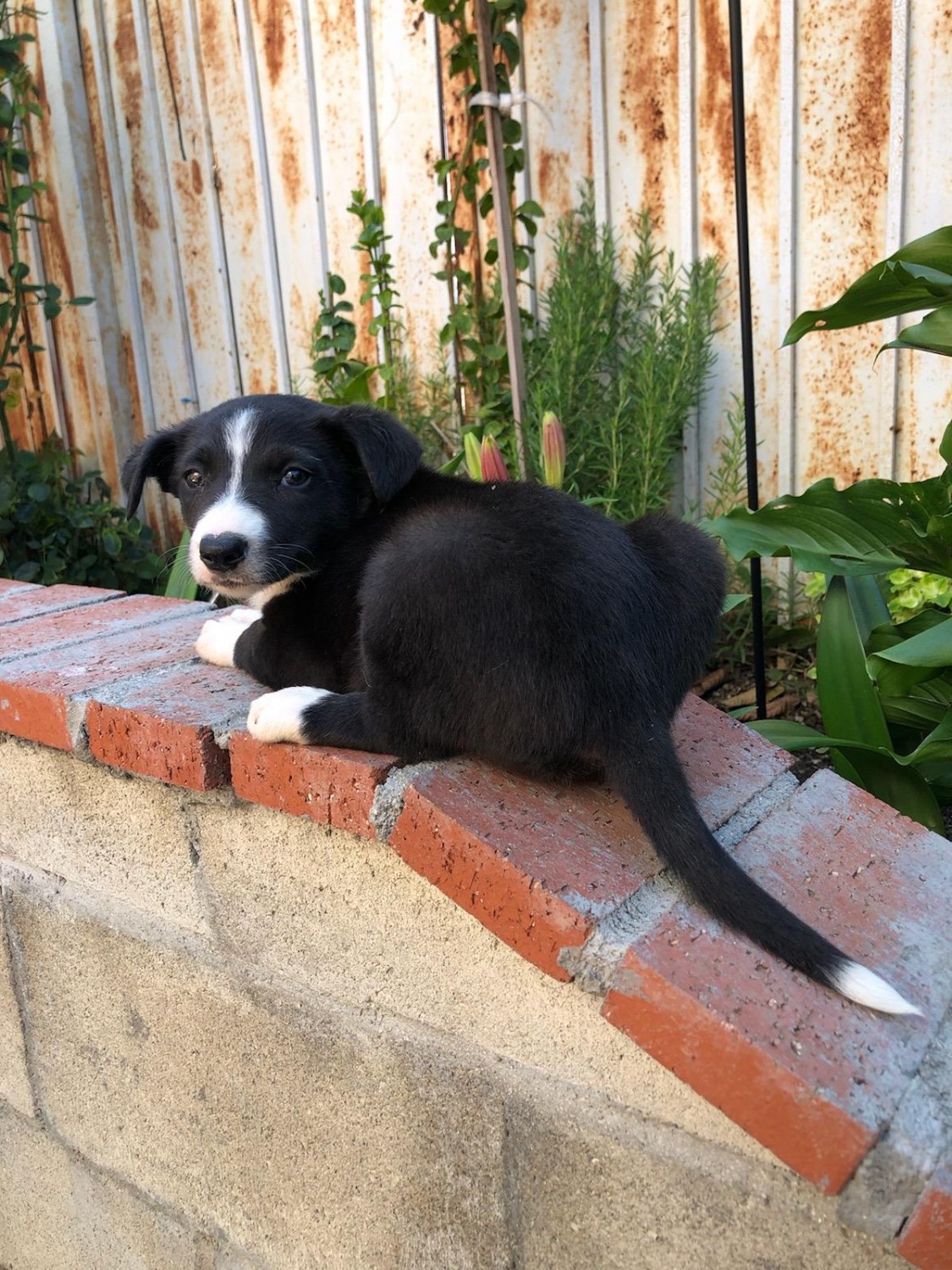 Border Collie Puppies For Sale Los Angeles, CA 330227