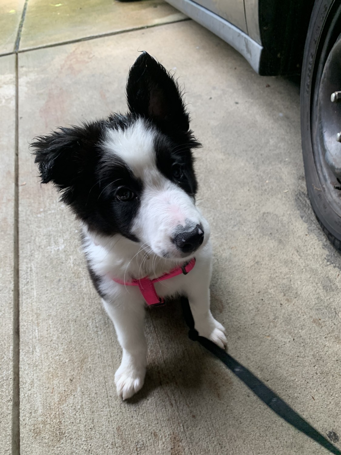 Border Collie Puppies For Sale Pittsburgh, PA 331322