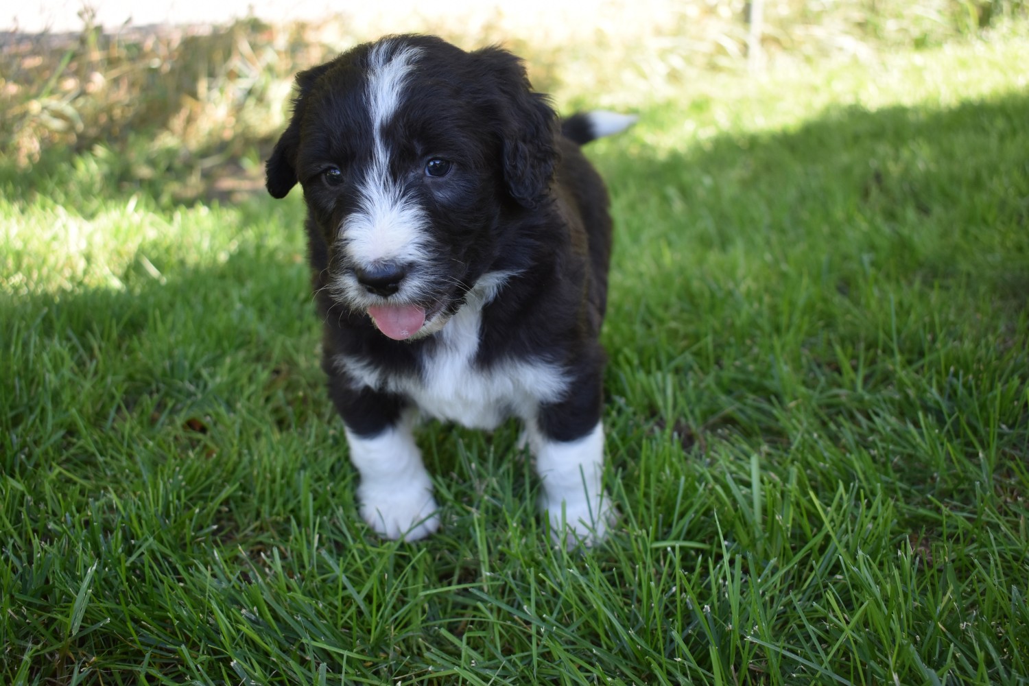 Bordoodle Puppies For Sale West Valley City, UT 308949