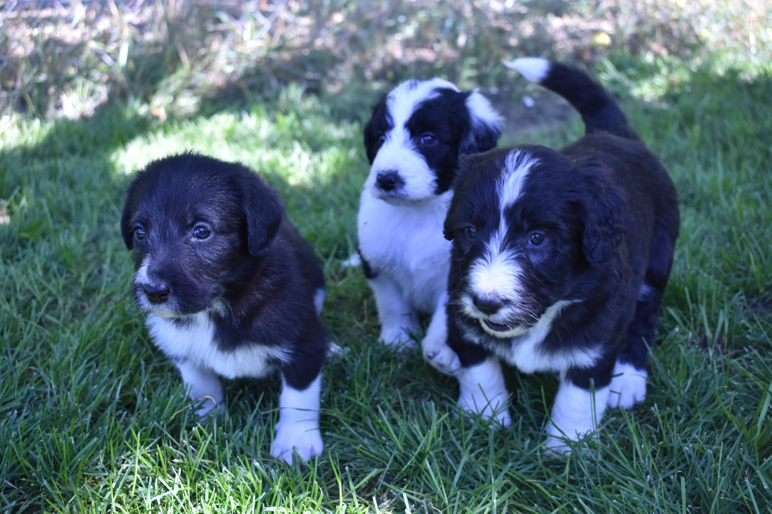 Bordoodle Puppies For Sale West Valley City, UT 308949