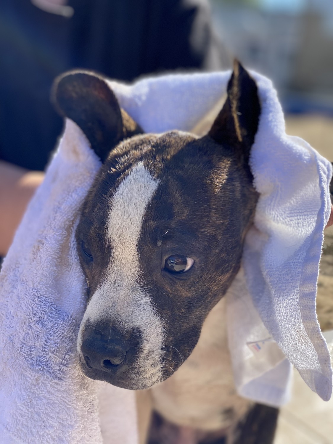 Boston Terrier Puppies For Sale Murrieta, CA 367285