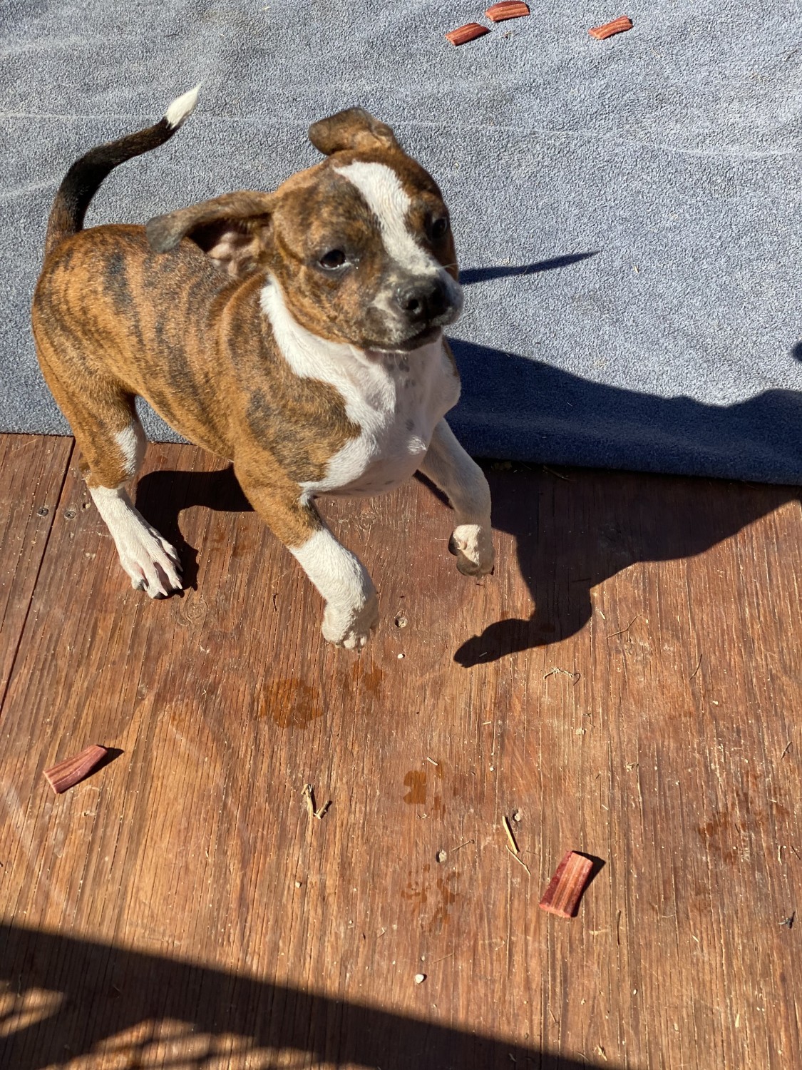 Boston Terrier Puppies For Sale Murrieta, CA 367285