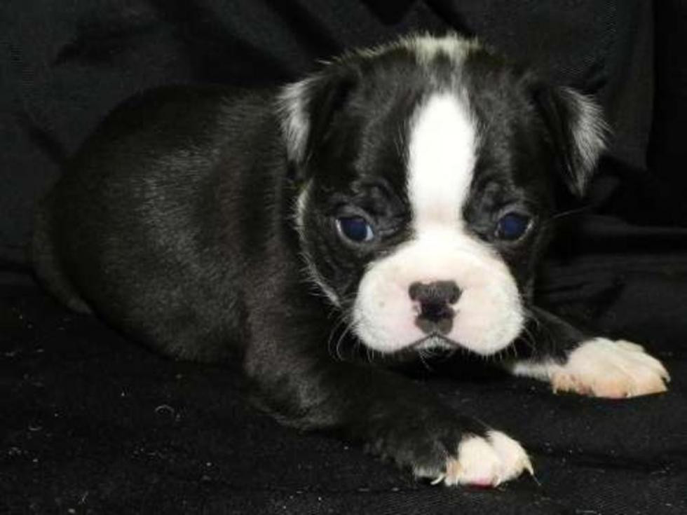 Boston Terrier Puppies For Sale Johnson City, TN 70327
