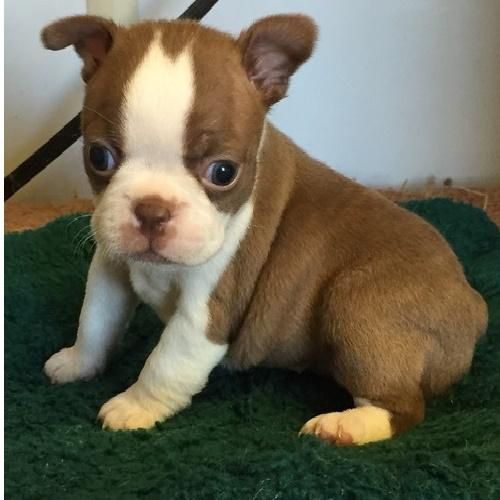 Boston Terrier Puppies For Sale Houston, TX 103419