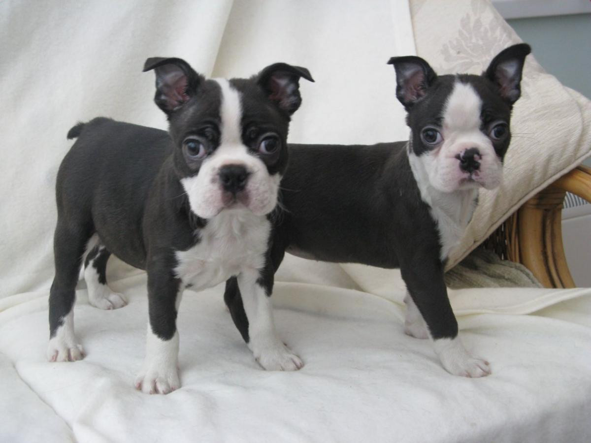 Boston Terrier Puppies For Sale Phoenix, AZ 106499