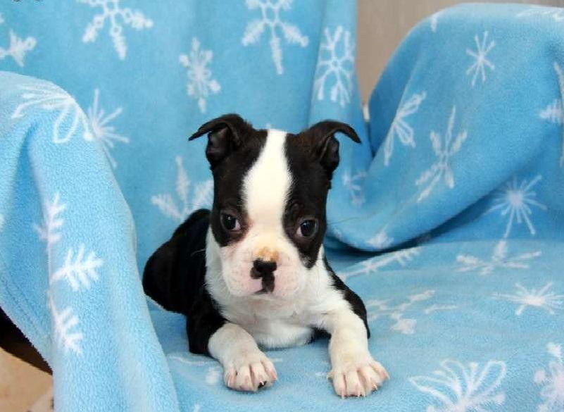 Boston Terrier Puppies For Sale Oklahoma City, OK 112951