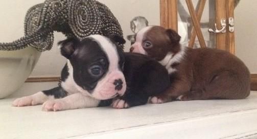 Boston Terrier Puppies For Sale Nashville, TN 113829
