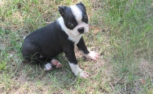 Boston Terrier Puppies For Sale Orlando, FL 124279
