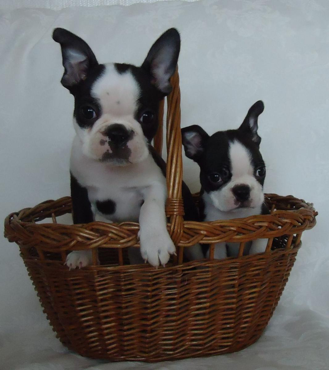 Boston Terrier Puppies For Sale Omaha, NE 138629