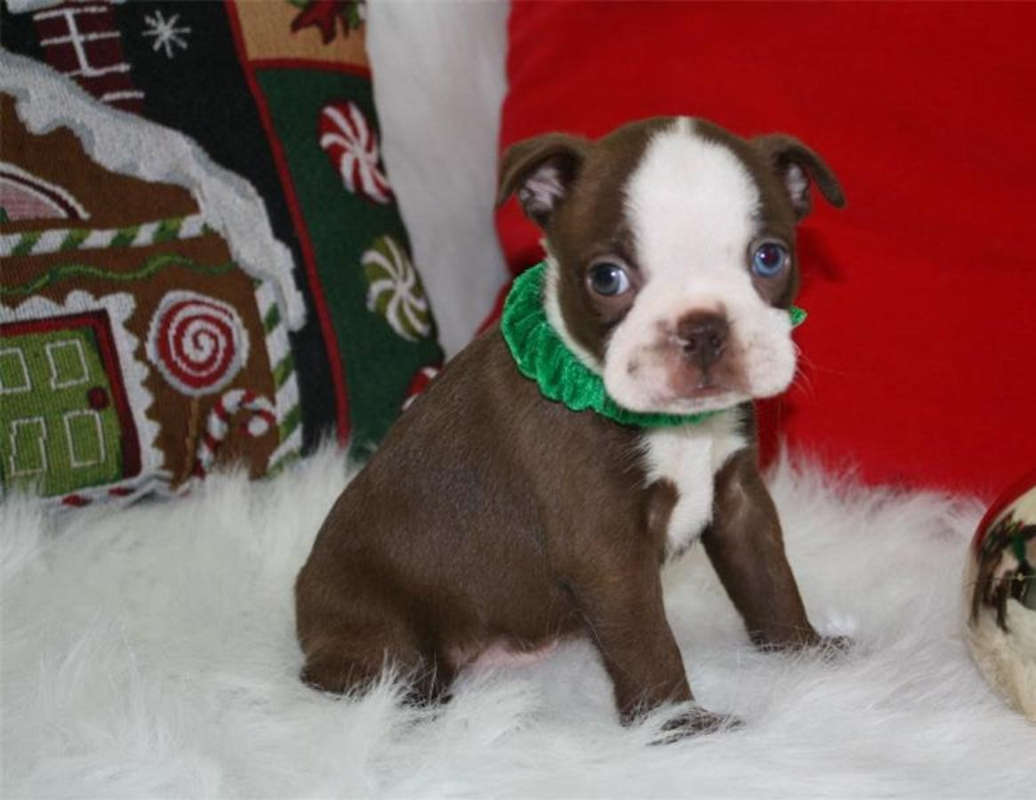 Boston Terrier Puppies For Sale Buffalo, NY 139279