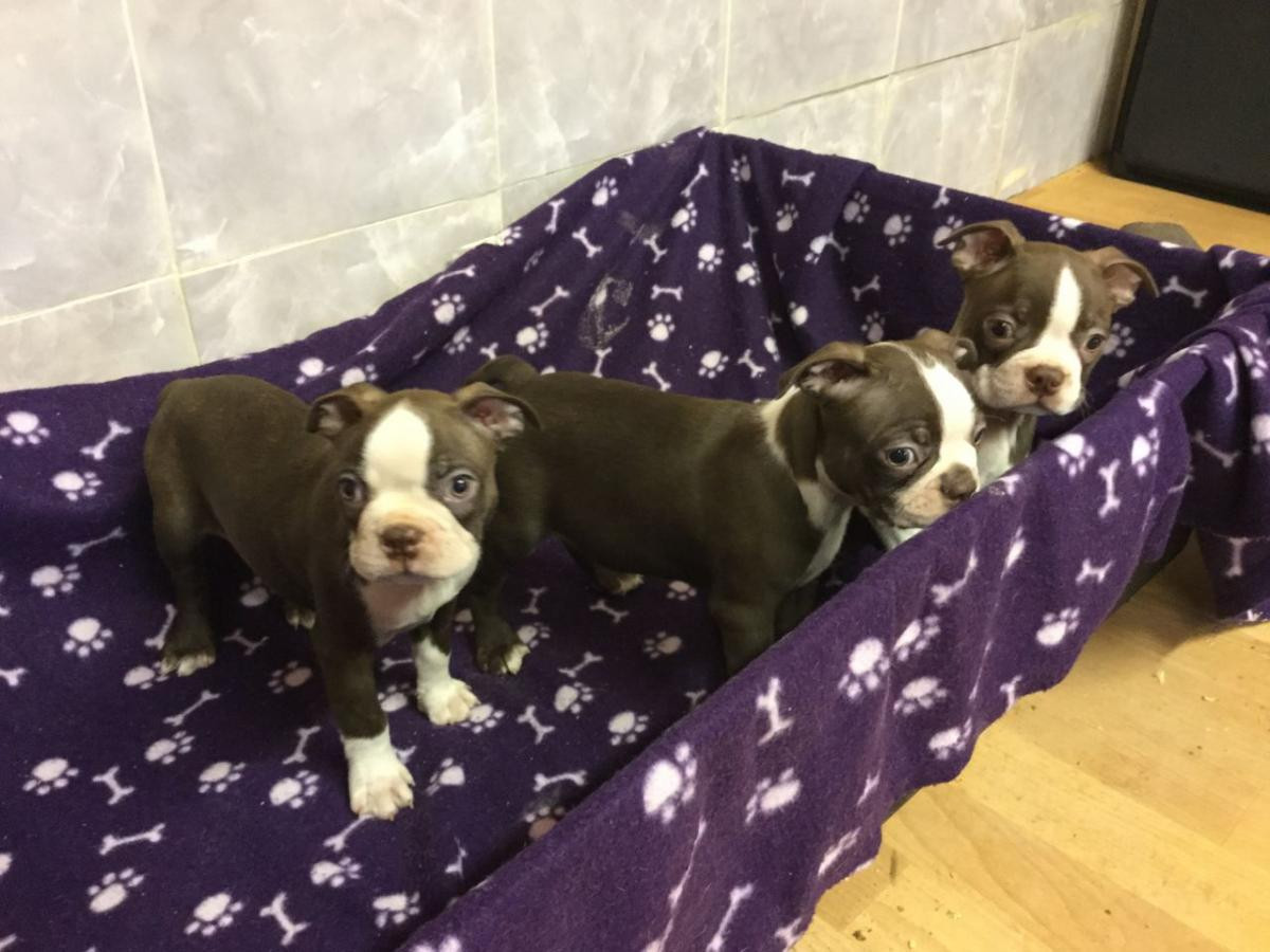 Boston Terrier Puppies For Sale Orlando, FL 155784
