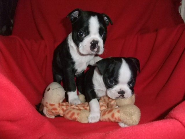 Boston Terrier Puppies For Sale New York, NY 158017