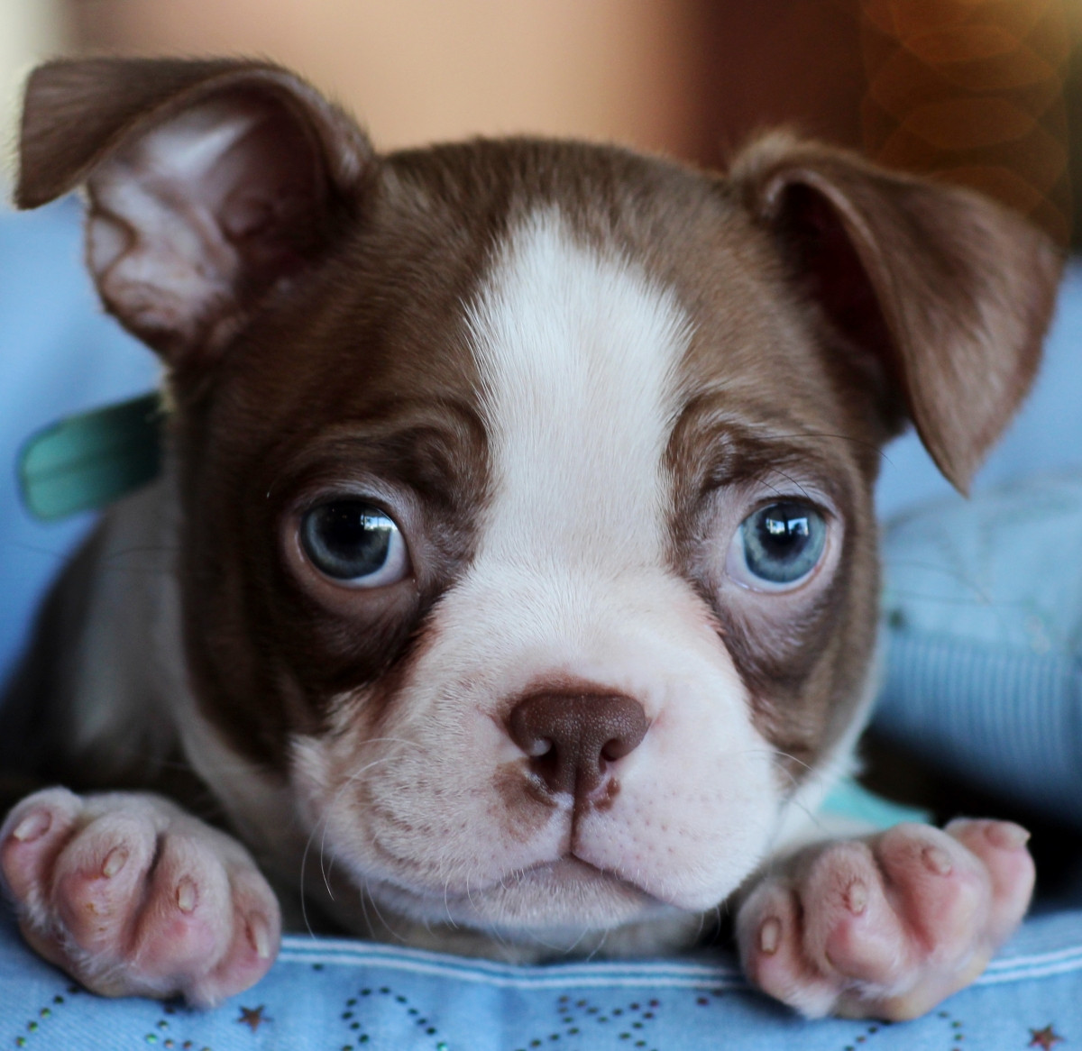Boston Terrier Puppies For Sale 4001, Fort Lauderdale