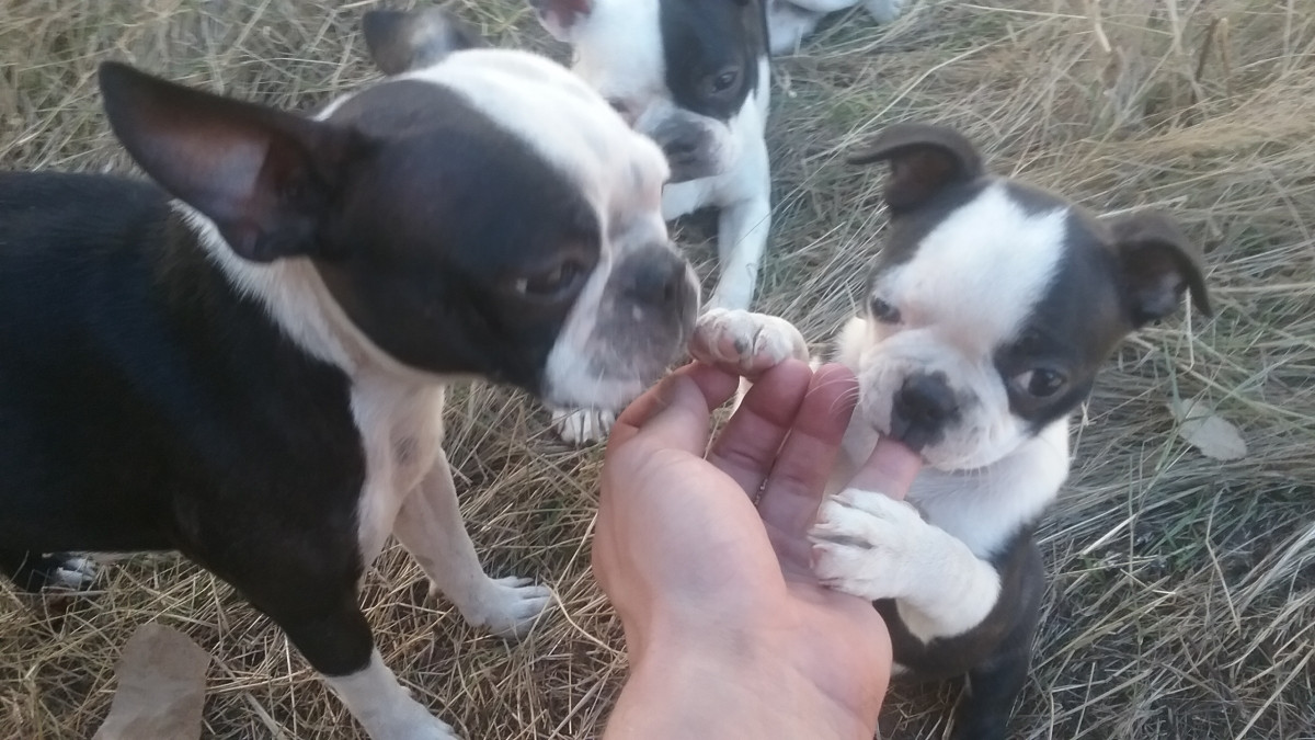 Boston Terrier Puppies For Sale Puyallup, WA 162689