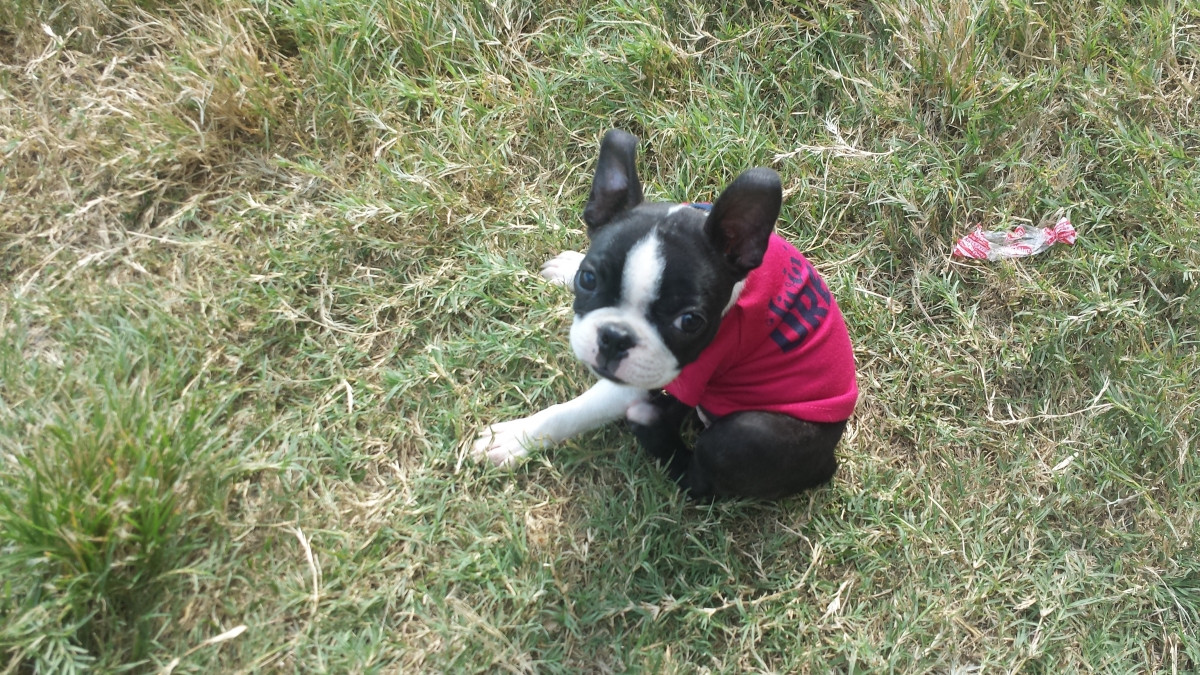Boston Terrier Puppies For Sale Victoria, TX 164396