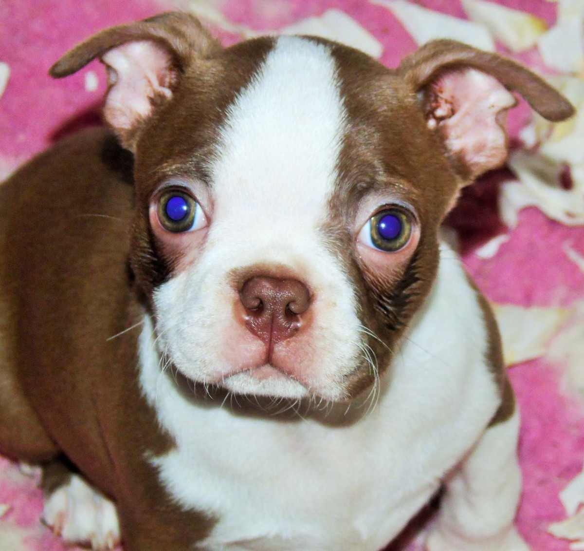 Boston Terrier Puppies For Sale Los Angeles, CA 171731