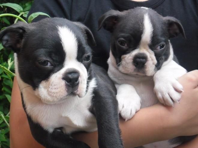 Boston Terrier Puppies For Sale New York, IA 172276