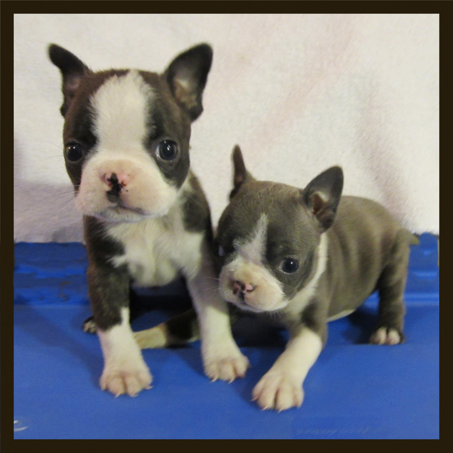 Boston Terrier Puppies For Sale Memphis, TN 184149