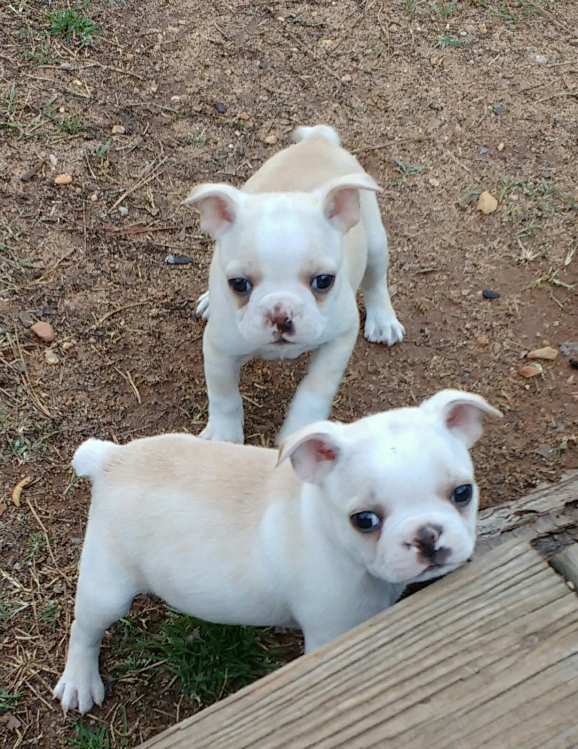 Boston Terrier Puppies For Sale Wilson, NC 185391